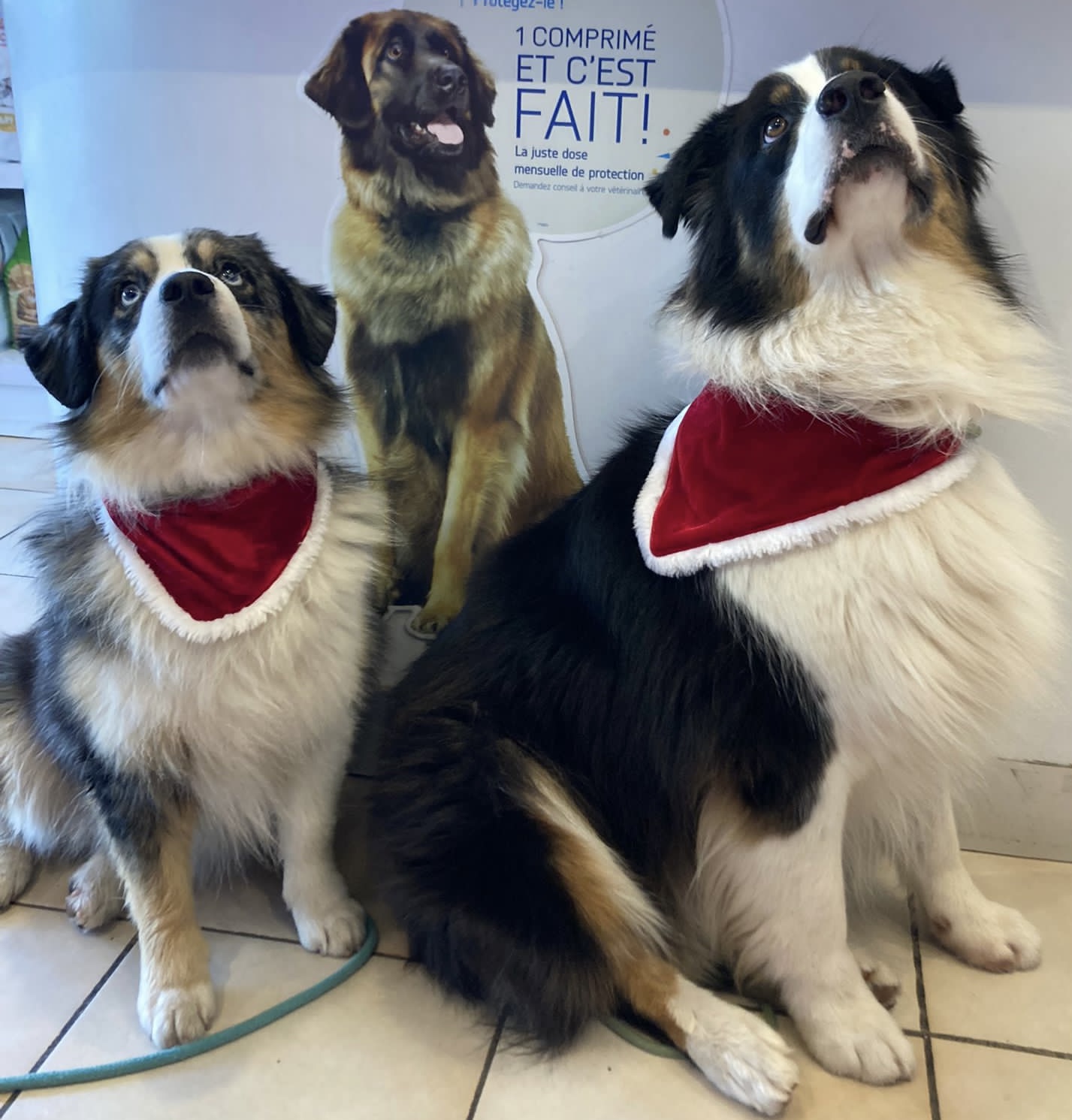 Chiens équilibrés à la Clinique Vétérinaire Alpha